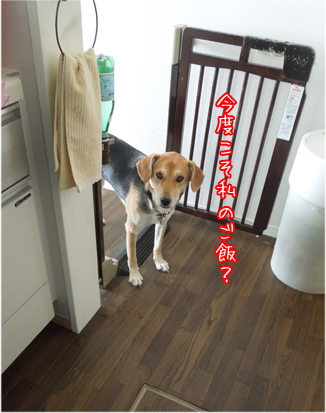今度こそ