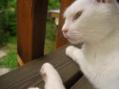 IMG_0635_convert_20120808171510.jpg