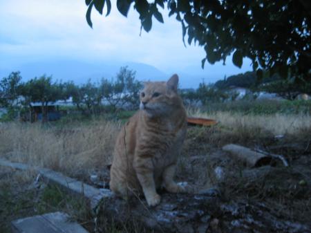 IMG_8600_convert_20120625175411.jpg