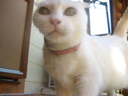 IMG_9800_convert_20120717172148.jpg