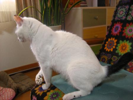 IMG_9835_convert_20120717172454.jpg