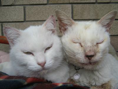 snap_tonekori6_201254192439.jpg