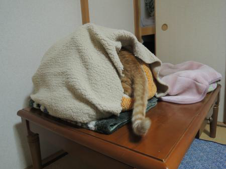 snap_tonekori6_201311204850.jpg
