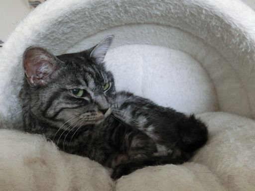 fluffy 161