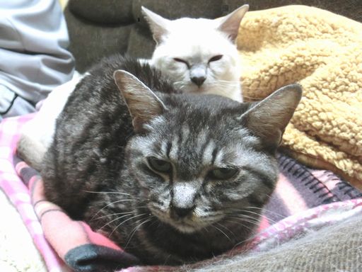 fluffy&miu 38