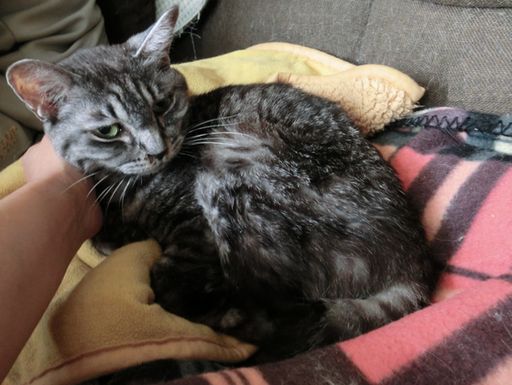 fluffy 171
