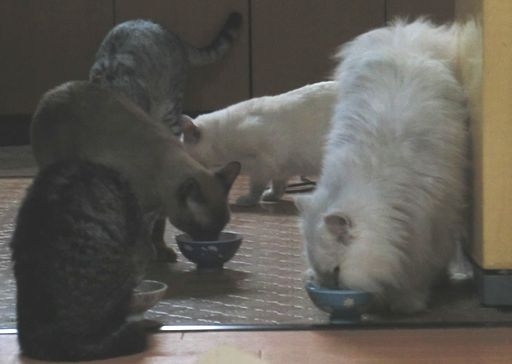 fluffy&yutaka&hikaru&miu&rayleigh 6