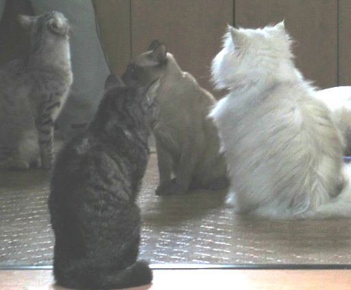 fluffy&yutaka&hikaru&miu&rayleigh 5