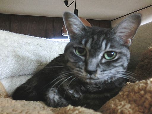 fluffy 188