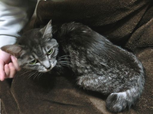 fluffy 190