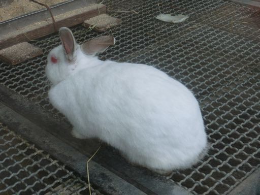 usagi