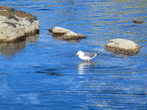 seagull 1