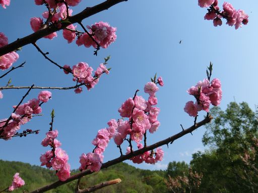 ume 2