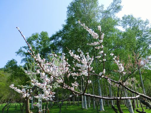 ume 1