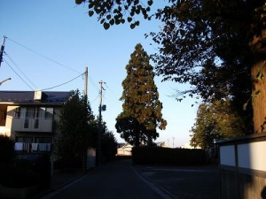 141030一本杉
