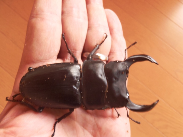 812(811メルクワ09年×52(3番)masuko