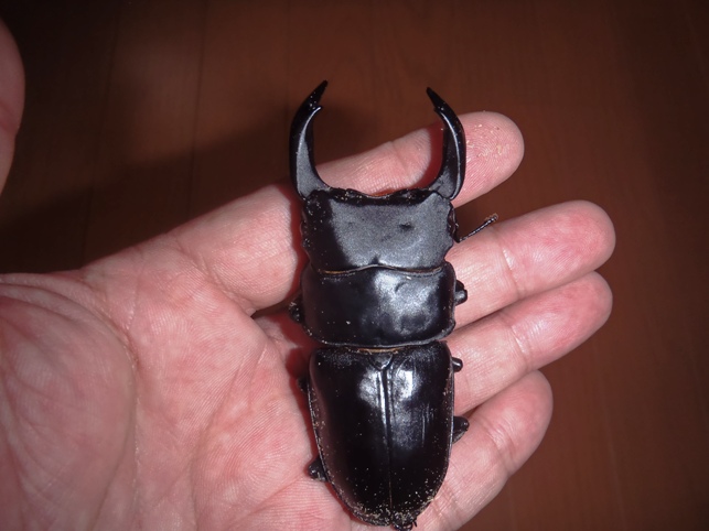 久留米メルクワ2011年1番血統♂81ミリ(861×545)