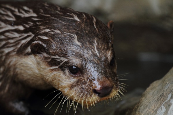 TobeZOO コツメカワウソ 140921 01