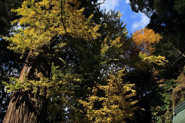 土屋三島神社紅葉 141115 02