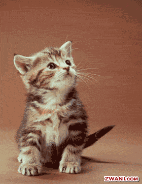 nice-kitty-animation.gif