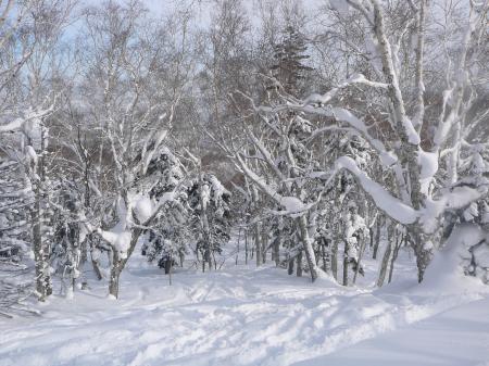 深雪の岳樺の木々の間を滑りまくり