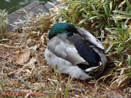DSC00973.jpg
