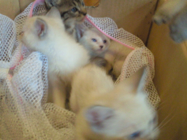 moblog_b04193fc.jpg