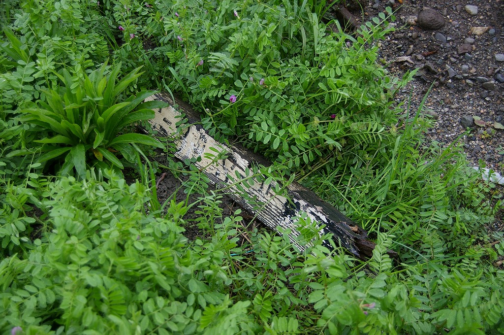 20130424nishikanaekui.jpg