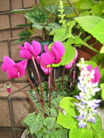 階段のお花1