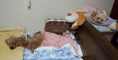 眠気MAXのわんず