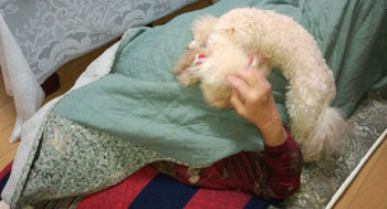 事務所ばぁばと昼寝