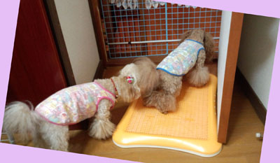 Roseのちっち事情3