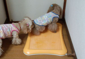 Roseのちっち事情2
