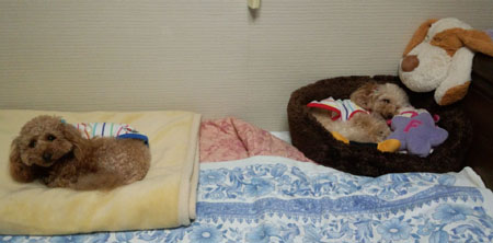 親子 寝るの待ってます