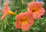 お花1