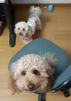 期待の眼