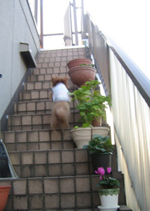 Roseの屋上GO2