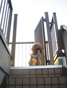 Roseの屋上GO1