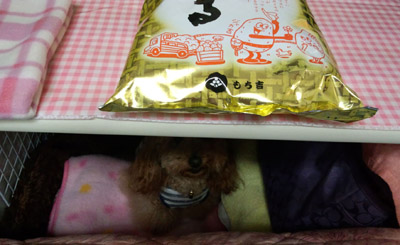 こりゃいける3