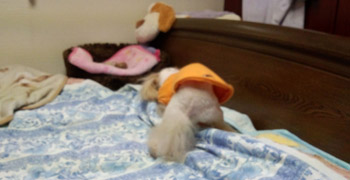 食後の運動2