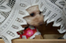 出されたのんd