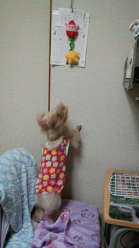 ④とぉ~りゃあ~のーん