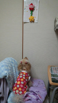 ①見つけたのん