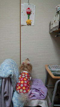 ②欲しいのん