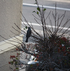 庭に舞い降りる鳥