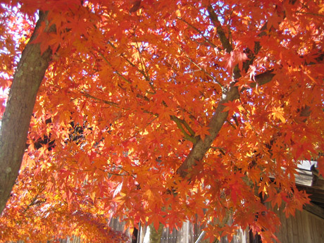 紅葉
