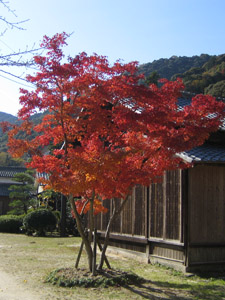 秋の景色8