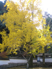 紅葉谷1