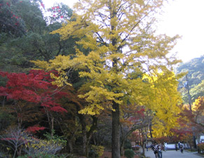紅葉谷