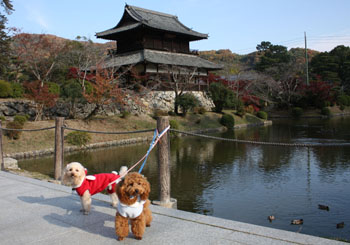 秋の錦帯橋 お堀池